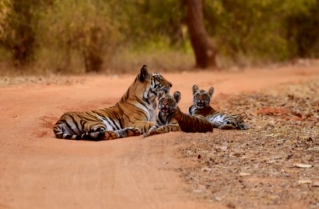 three tigers lying on brown sand ay daytime photo