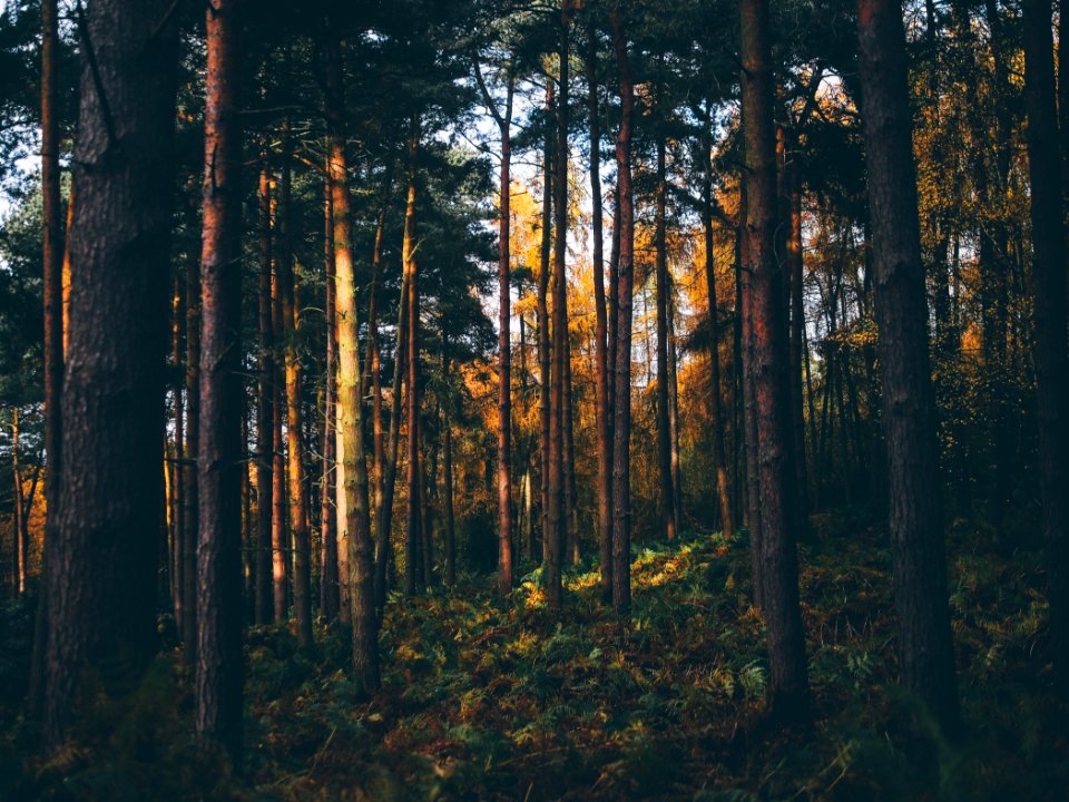 Nature, Rural, Adventure