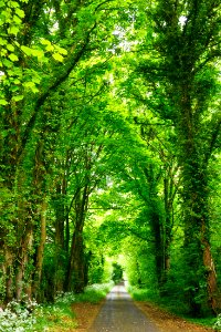 gray concrete road top between green trees photo