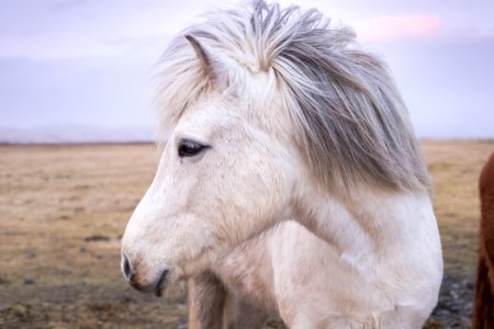 white horse photo