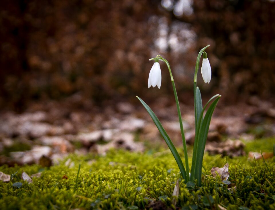 Flowers forest floor natural