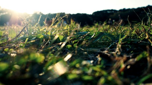 Japan, Field, Green