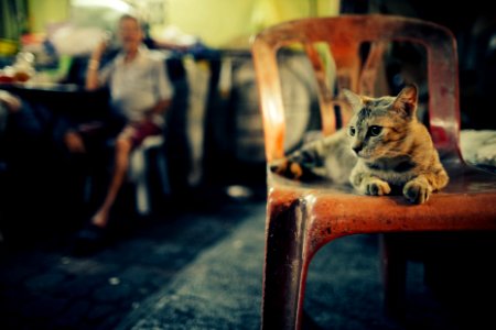 Mood, Chinatown, Cat photo