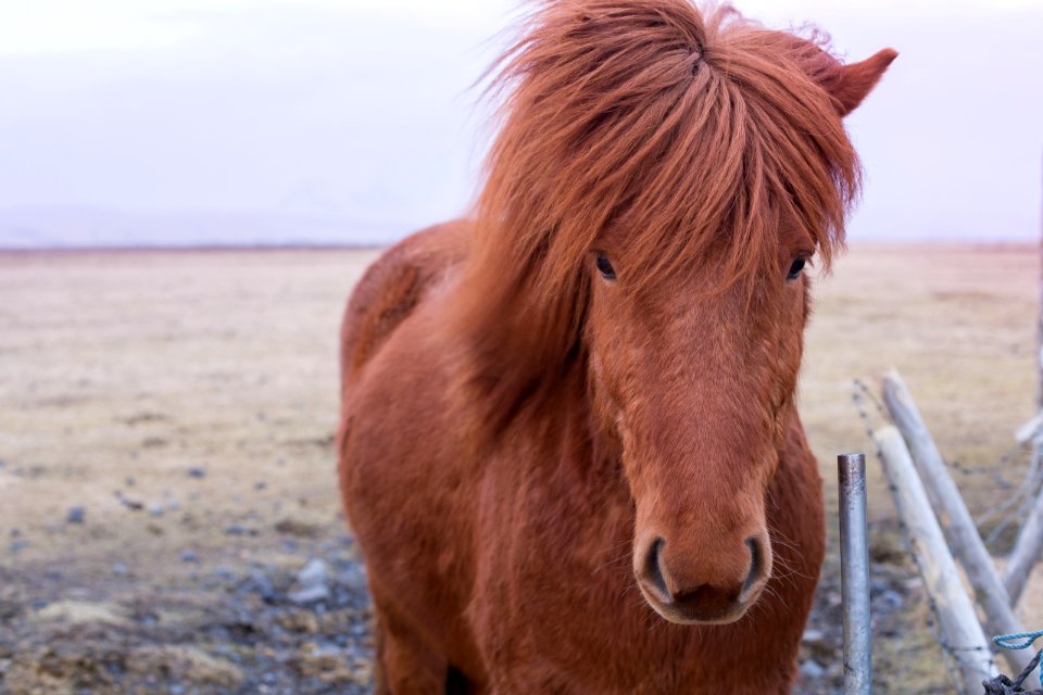 Icel, Horse, Nature