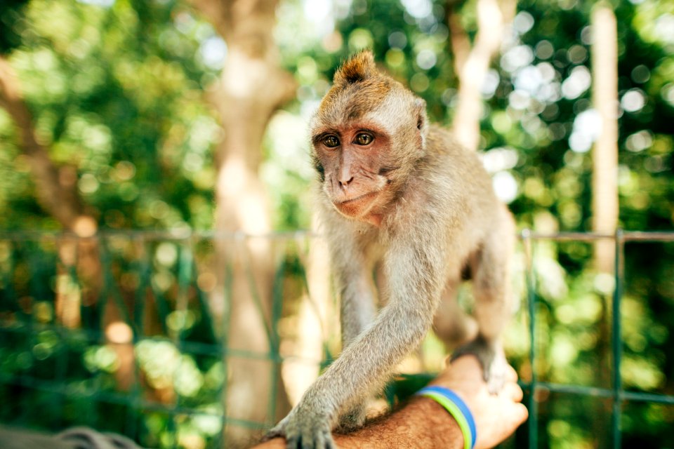 Monkey, Indonesia, Forest