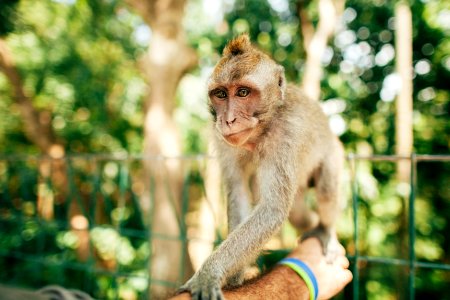 Monkey, Indonesia, Forest photo