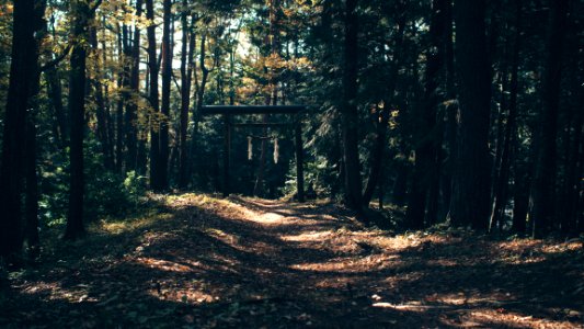 photo of wooden arch surrounded by trees photo