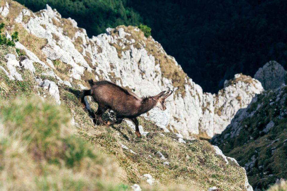 black and brown deer on mountain photo