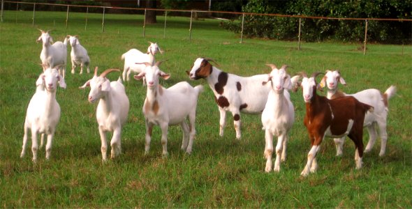 Animals, Goats photo