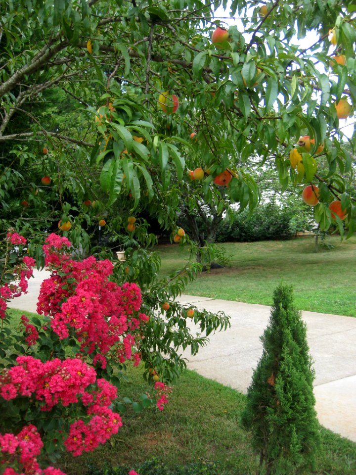 Plants, Nature, Fruit tree