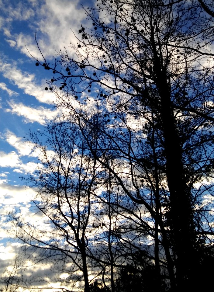 Trees, Sky, Clouds