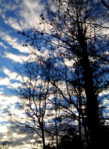 Trees, Sky, Clouds