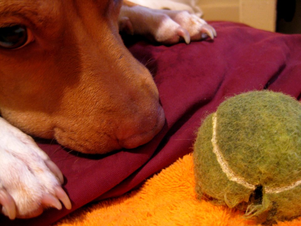 Play, Fetch, A dog