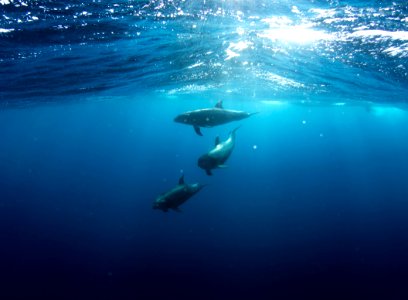 three shark underwater photo
