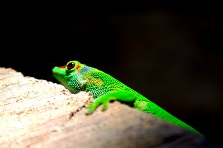 selective focus photography of lizard
