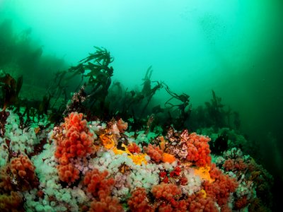 Pacific northwest, Sea, Ocean