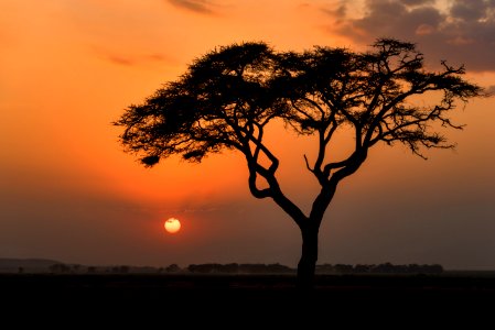 Sunset, Masai mara game reserve, Kenya