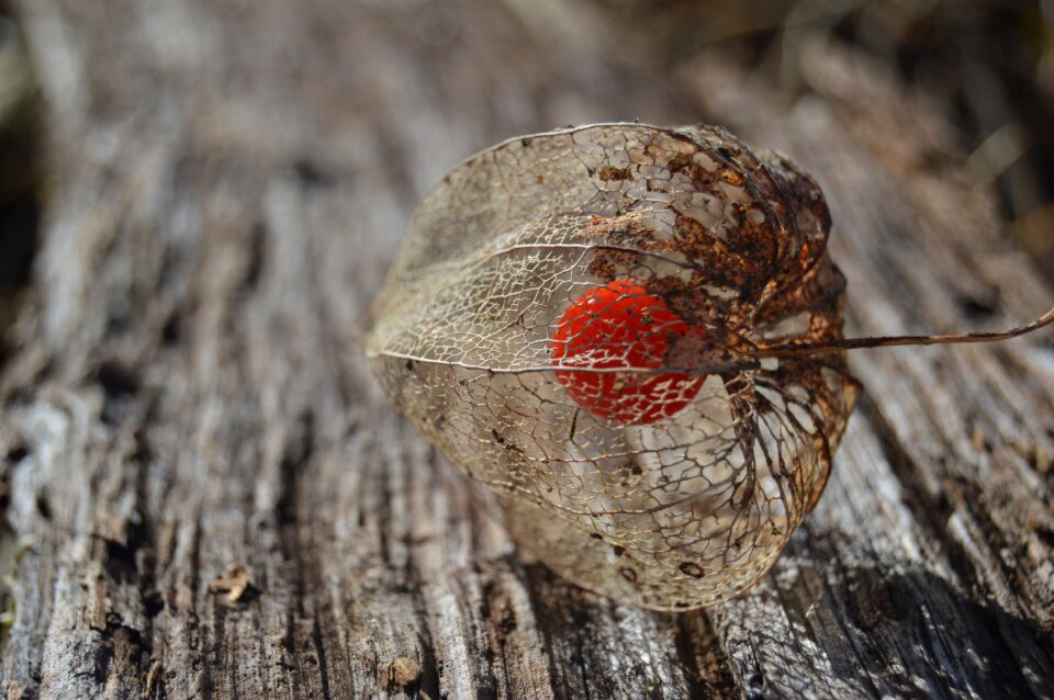 Red fruit sadje