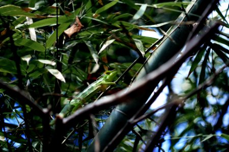 green lizard on branch at daytime photo