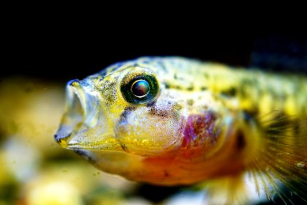 closeup photo of yellow and black fish photo