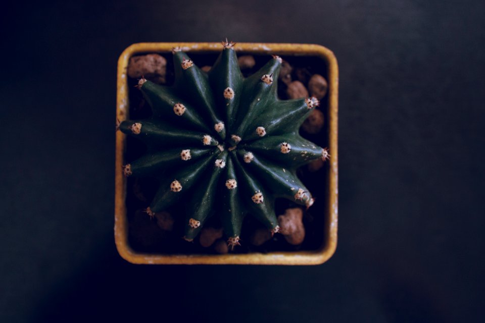 Top view, Succulent, Plant