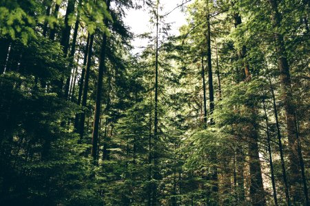 Explore, Green, Spruce