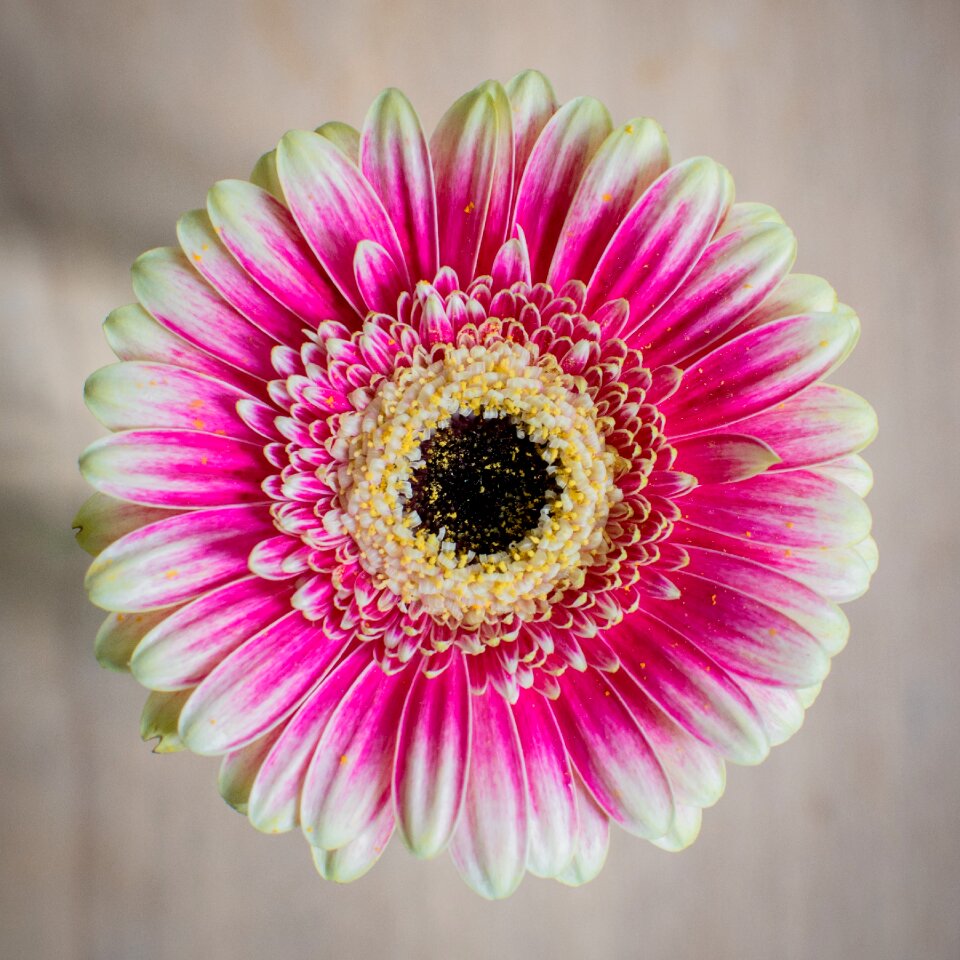 Bloom schnittblume flower