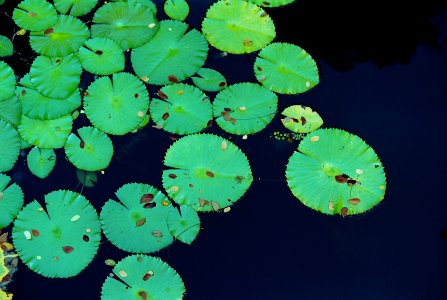 Pond, Film, Contrast