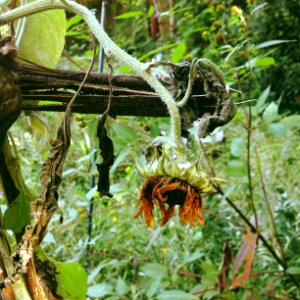 Sunflower, Green, Flower