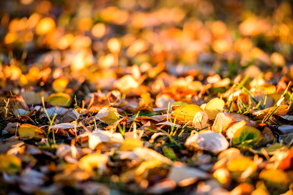 Waveny park, New canaan, United states