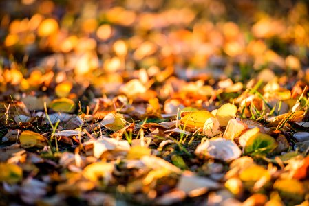 Waveny park, New canaan, United states