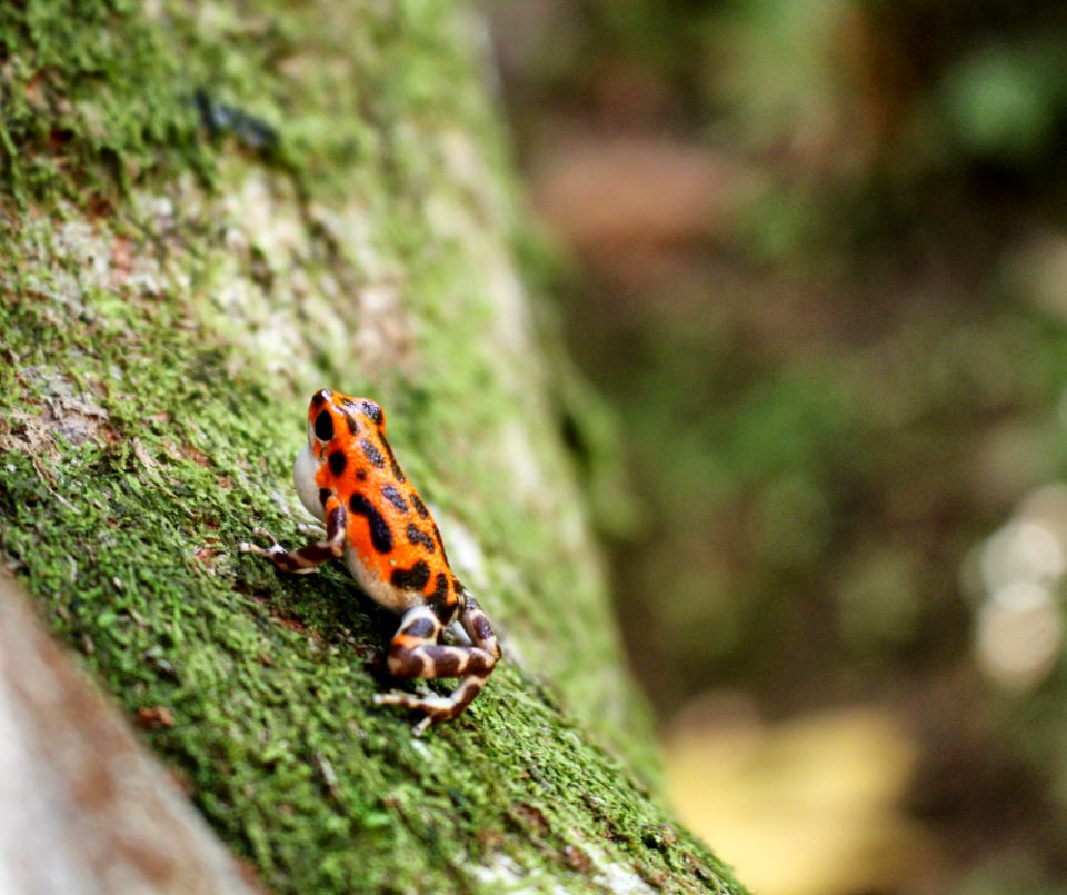 Panama, Isla bastimentos, Bastimento