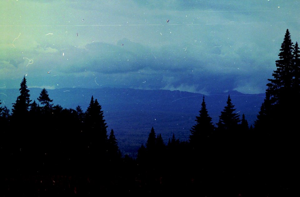 Ural mountains, Russia, Forest