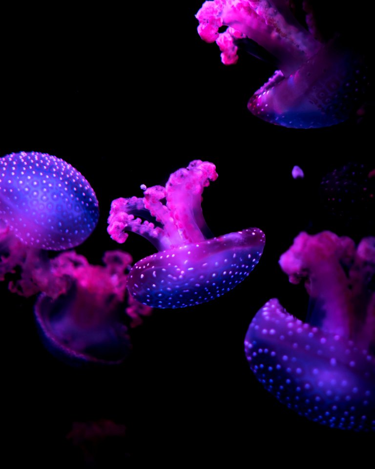 pink jellyfishes floating underwater photo
