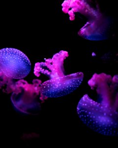 pink jellyfishes floating underwater