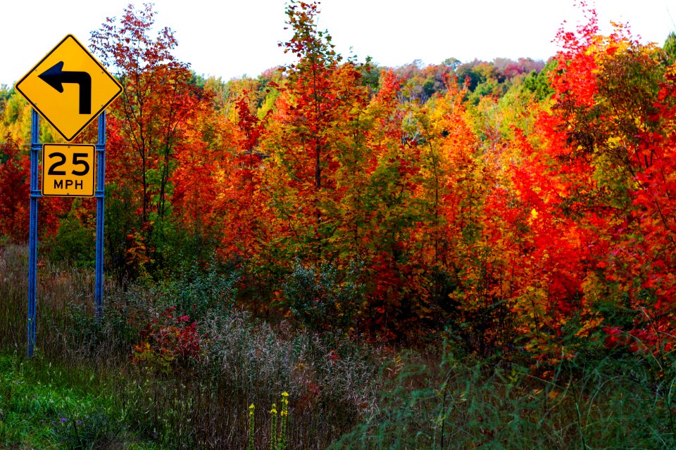 scenery of trees during fall