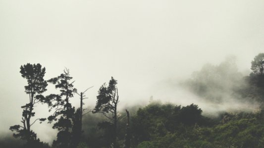 Grizzly peak, United states, Green