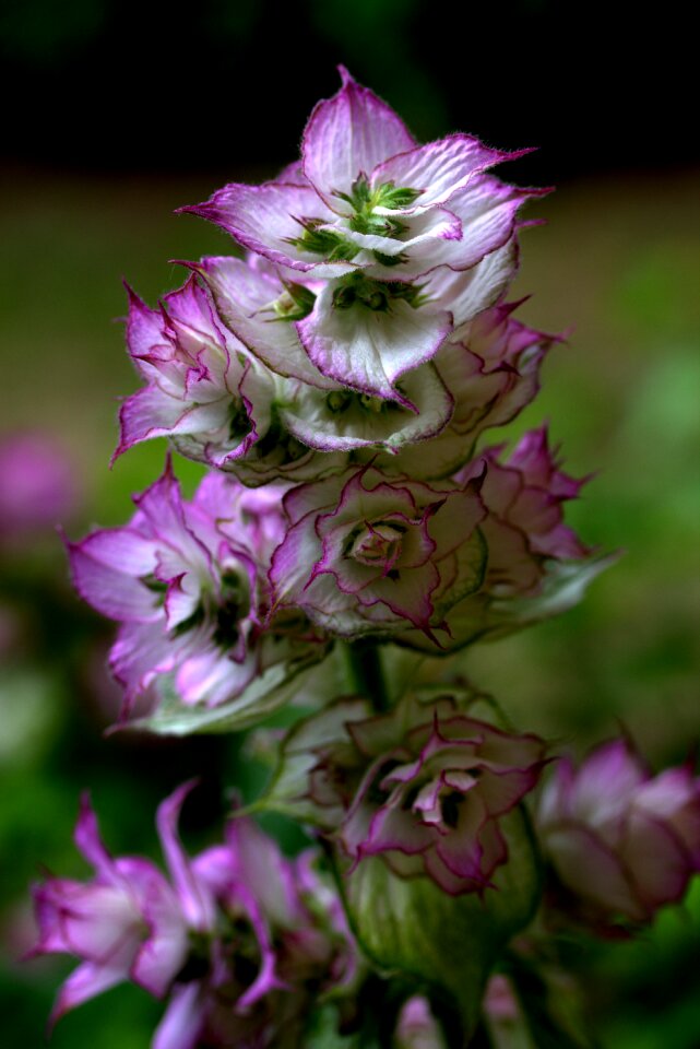 Wild fluorescence nature