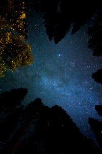 bottom view shot of trees under starry sky photo