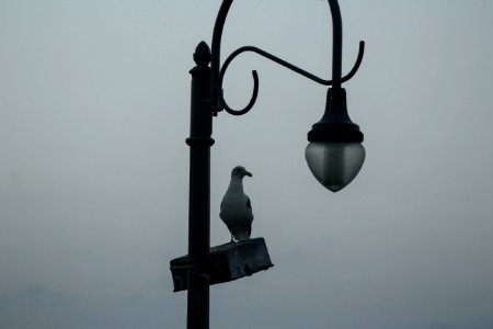 Santa monica pier, Santa monica, United states photo