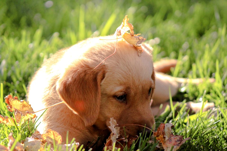 Syracuse, United states, Cute