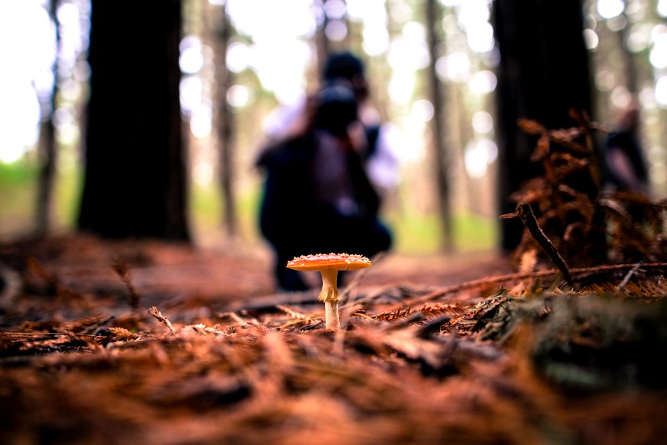 Warburton, Australia, Forest