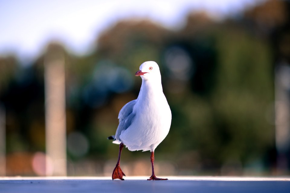 Melbourne, Australia, Bird