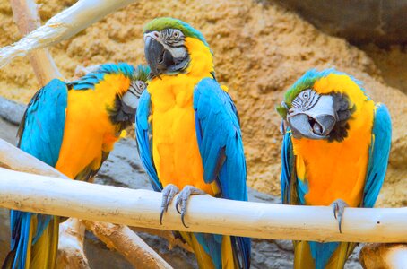 Birds tropical parrot photo