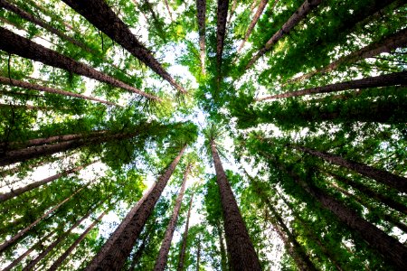 low angle photography of green trees