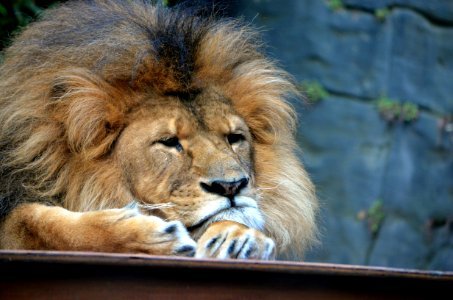 Grumpy, Lion photo
