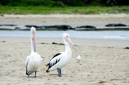 Seven mile beach, Australia, Pelicans