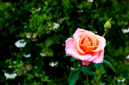Rose garden, Garden, Pink photo