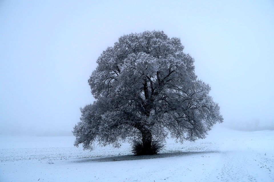 Switzerl, In switzerl