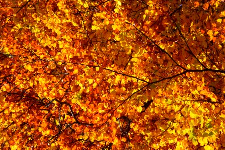 Autumn, Yellow photo